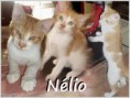 /album/gatos/nelio-jpg/