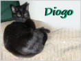 /album/gatos/diogo-jpg/