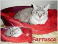 /album/gatos/farrusca-jpg/