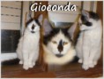 /album/gatos/gioconda-jpg/