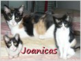 /album/gatos/joanicas-jpg/