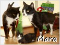 /album/gatos/mara-jpg/