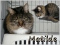 /album/gatos/matilde-jpg/