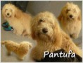 /album/c%c3%a3es/pantufa-jpg1/
